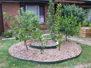The Fruit Tree Circle